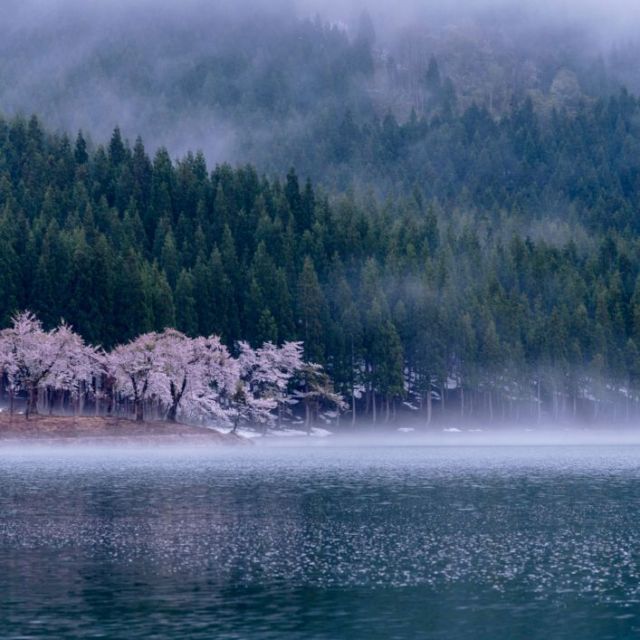 中子の桜