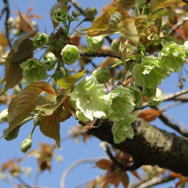 北山池公園【桜の名所】