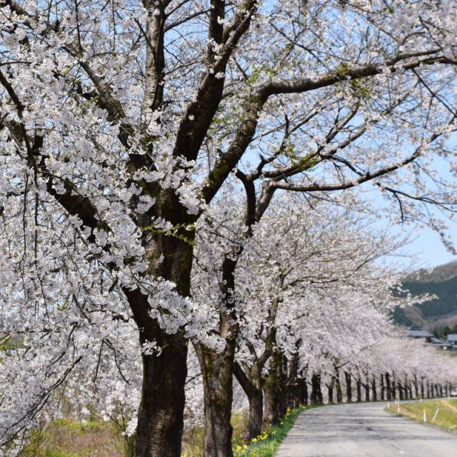 胎内川河川敷千本桜