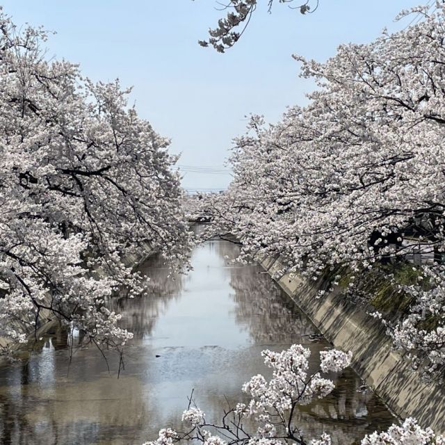 福島江沿い【桜の名所】