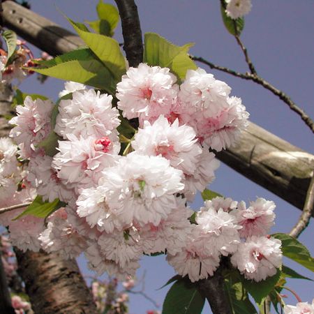 梅護寺の珠数掛ザクラ