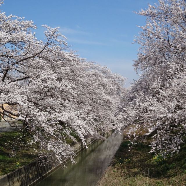新江の桜並木