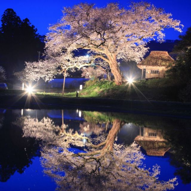 法乗坊のエドヒガン