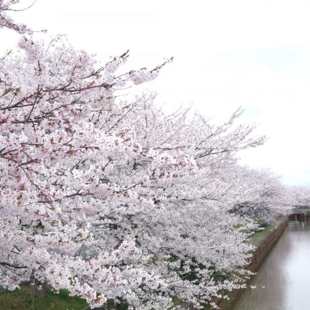 すご堀の桜並木