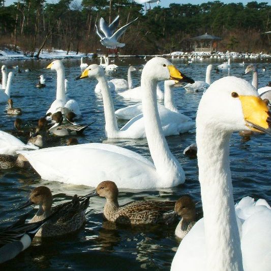 お幕場・大池公園