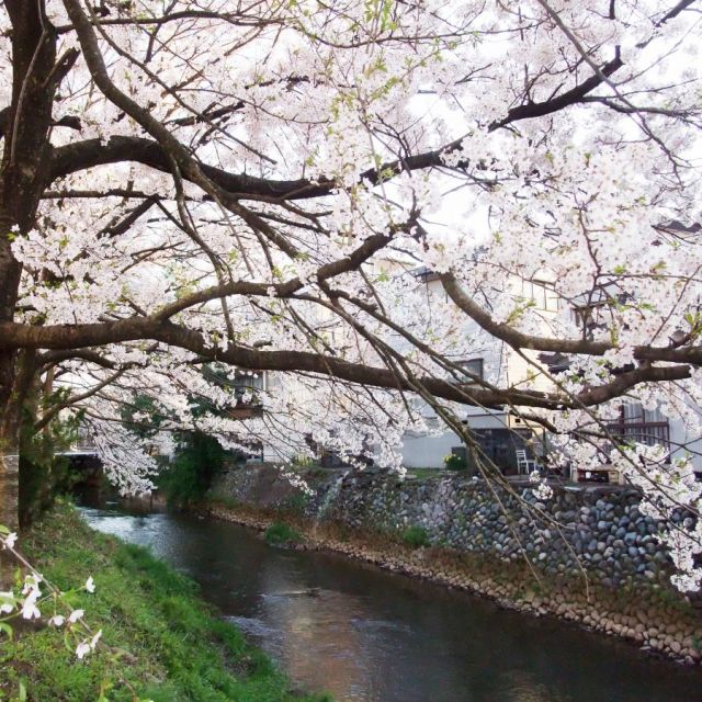 柿川【桜の名所】