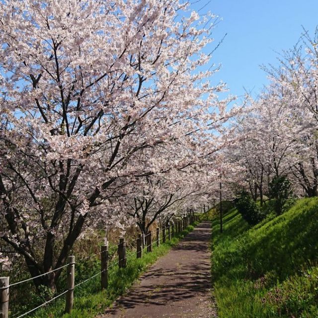 寺泊日本海夕日の森 桜並木