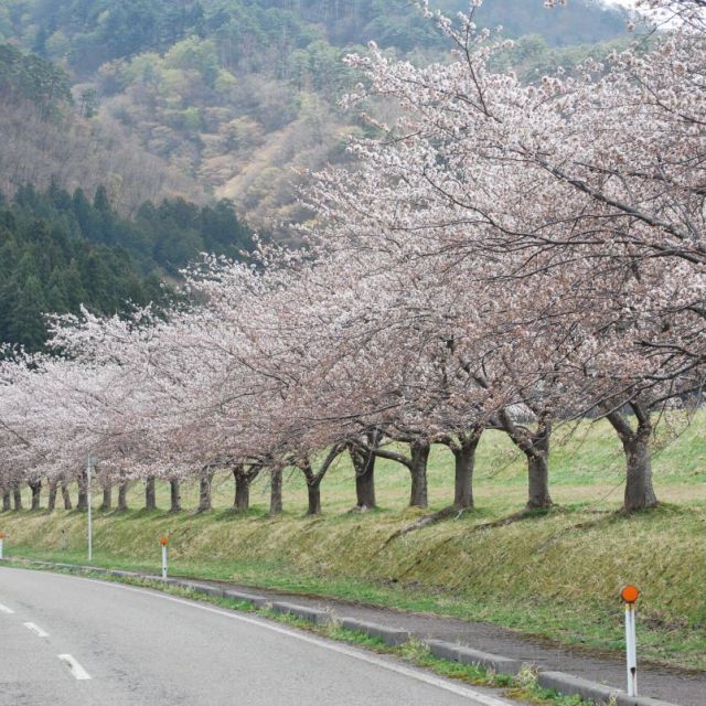 高瀬の桜並木　（見頃：例年4月初旬）