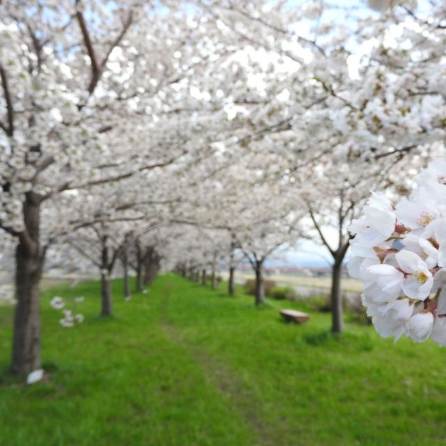 姫川桜づつみ