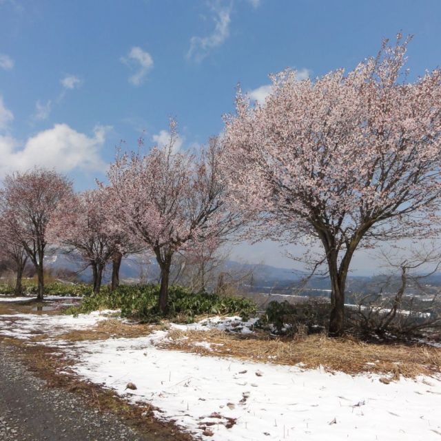 段丘桜