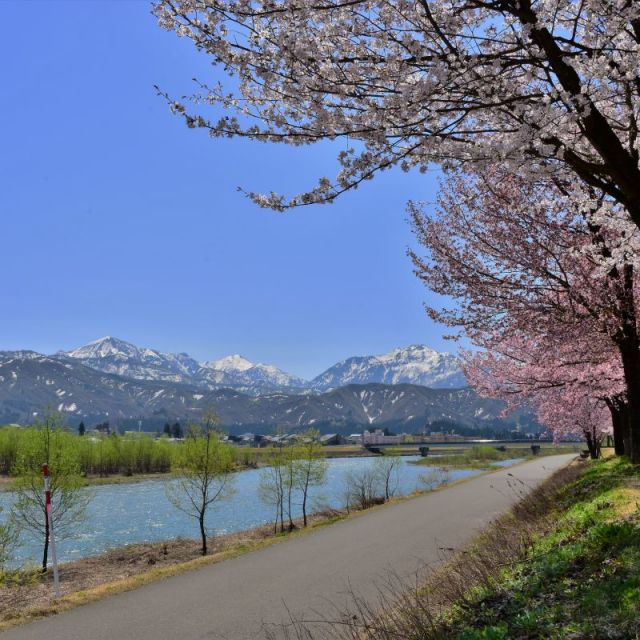 魚野川桜づつみ