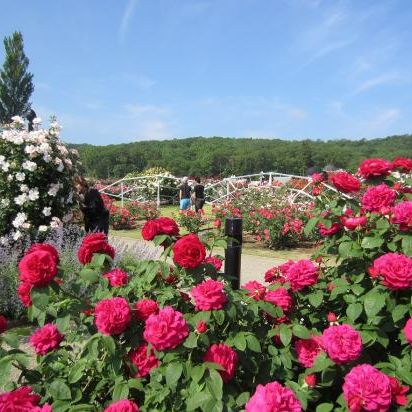 国営越後丘陵公園