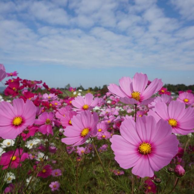 国営越後丘陵公園
