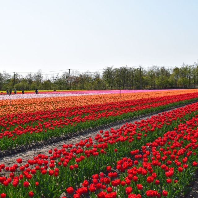 チューリップの開花情報 公式 新潟県のおすすめ観光 旅行情報 にいがた観光ナビ