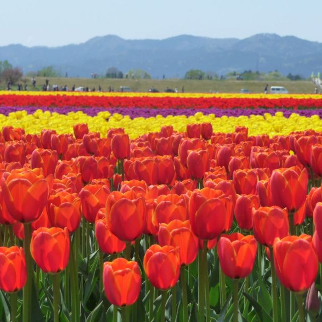 チューリップの開花情報 公式 新潟県のおすすめ観光 旅行情報