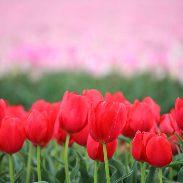 八幡【チューリップ】