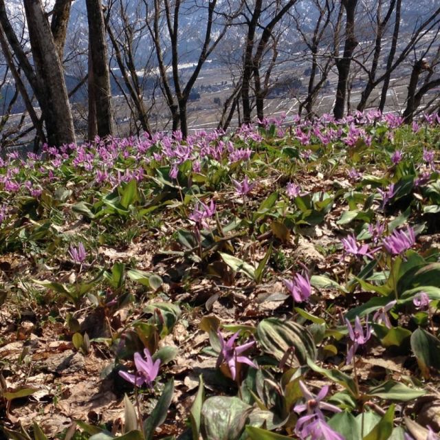 六万騎山