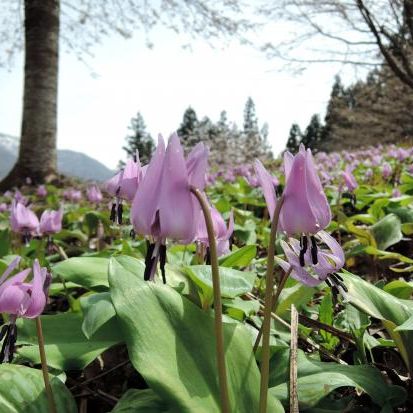 北五百川の棚田