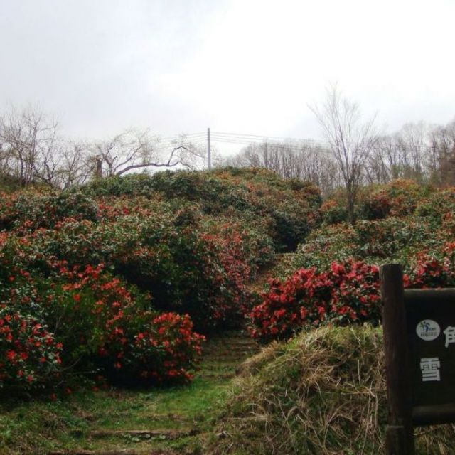 角神雪椿園