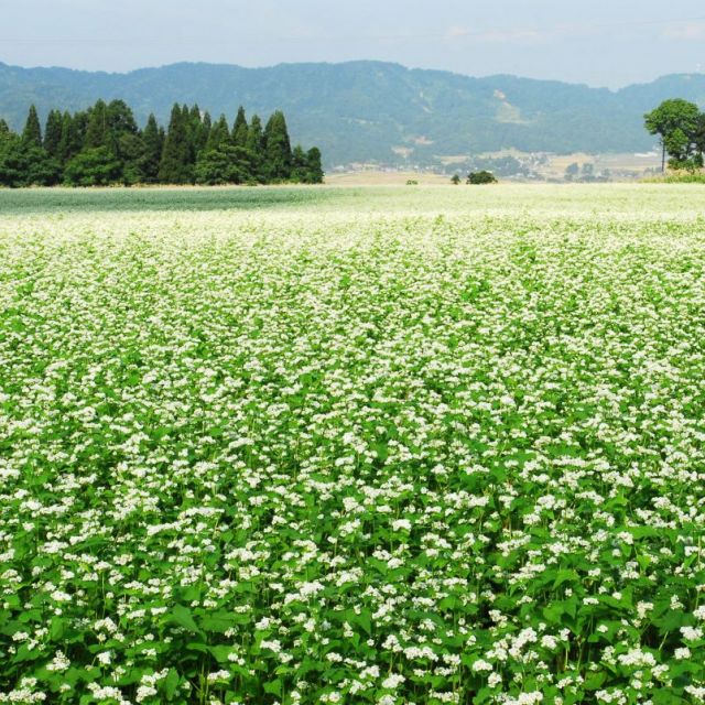 山本山そば畑