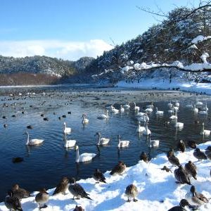 升潟（五十公野公園）