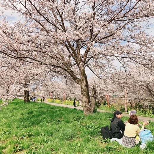 大河津分水桜並木