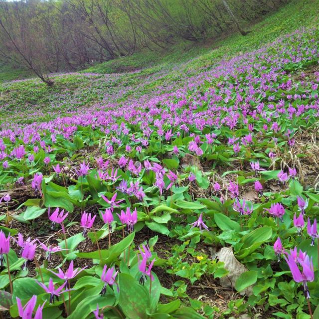 カタクリの開花情報 公式 新潟県のおすすめ観光 旅行情報 にいがた観光ナビ