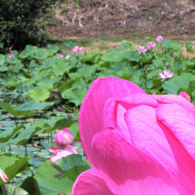 長池憩いの森公園
