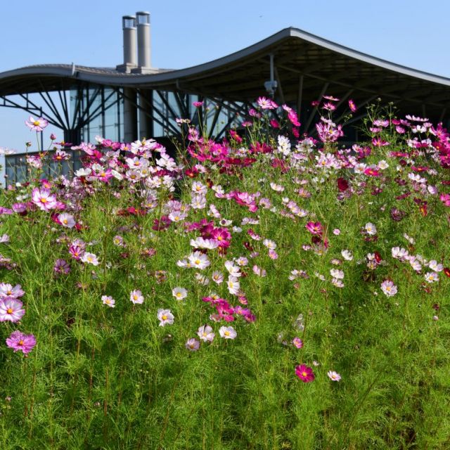 国営越後丘陵公園「コスモスまつり｣