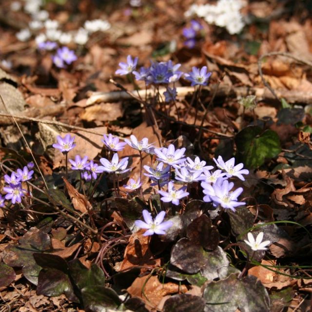 雪割草の開花情報 公式 新潟県のおすすめ観光 旅行情報 にいがた観光ナビ