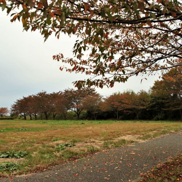 赤川霞堤公園