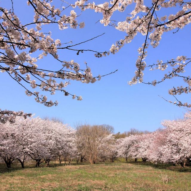 長池憩いの森公園