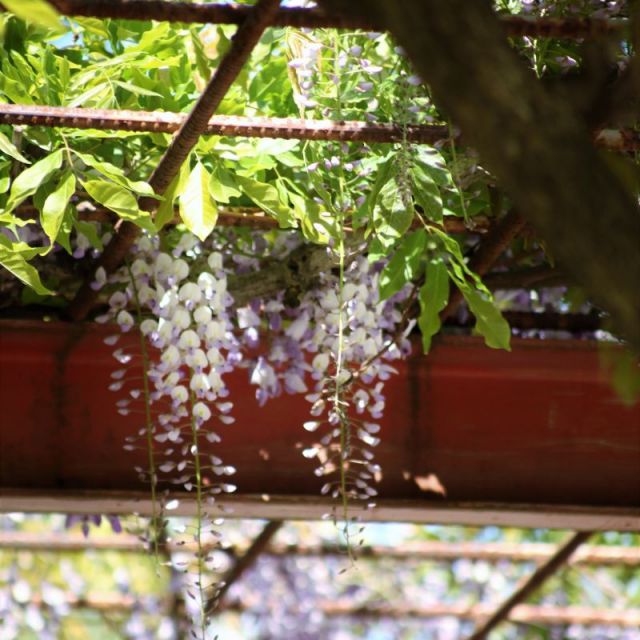 樽ケ橋遊園