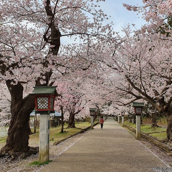 弥彦公園