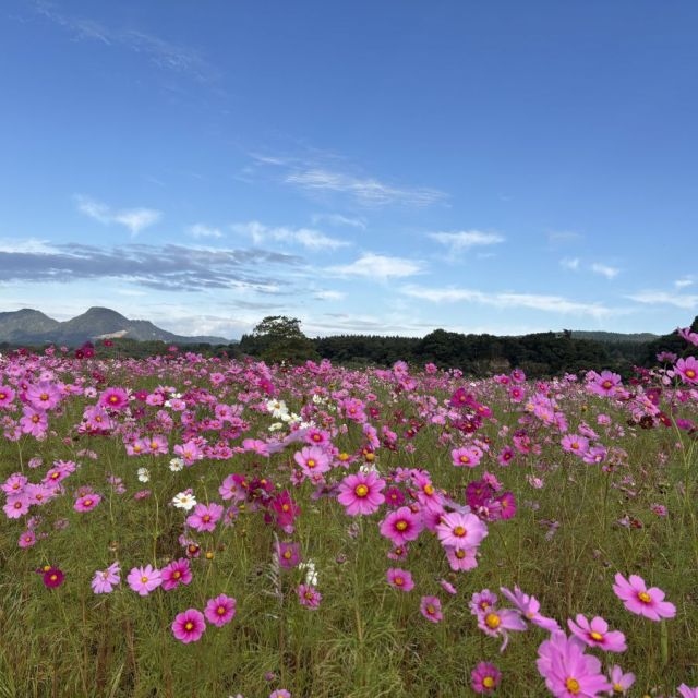 コスモスパーク