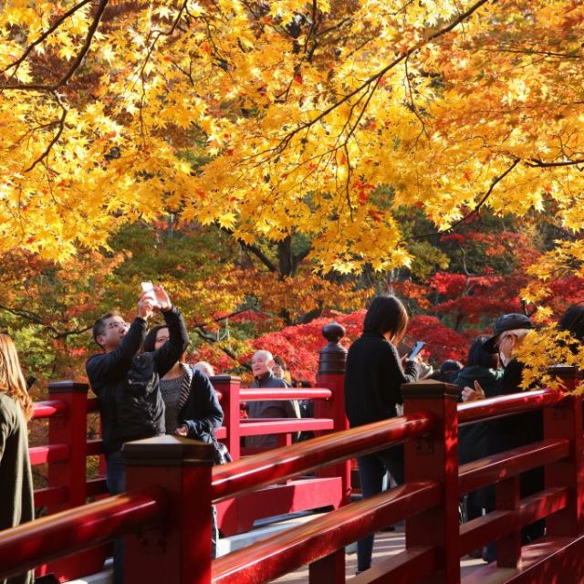 弥彦公園