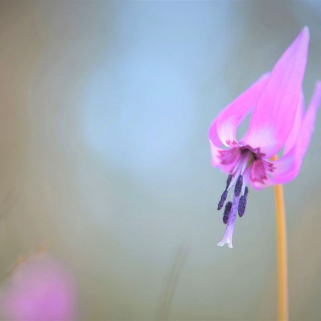 市民の森