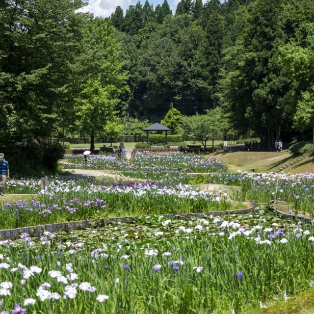 花菖蒲まつり
