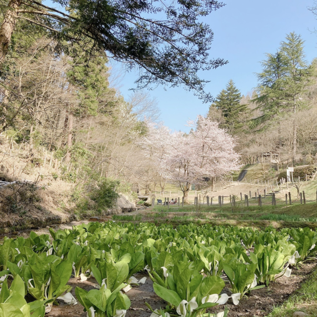保内公園