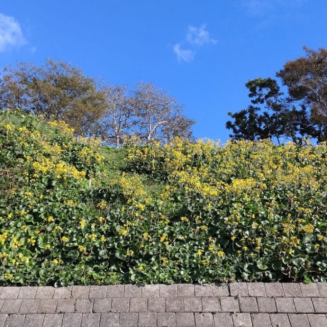 寺泊つわぶき祭