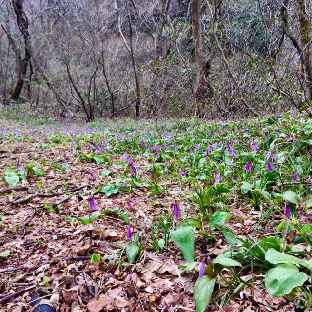 胎内市持倉　カタクリ群生地