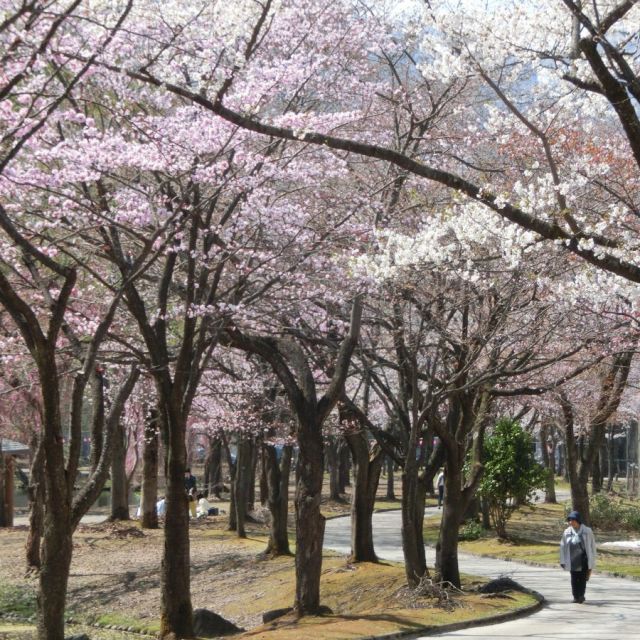 湯沢中央公園の桜