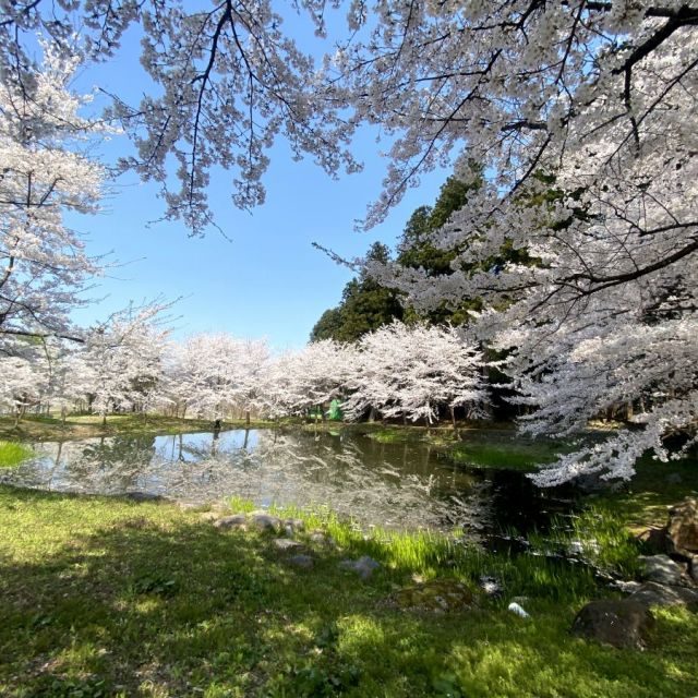 大井田の郷公園の桜