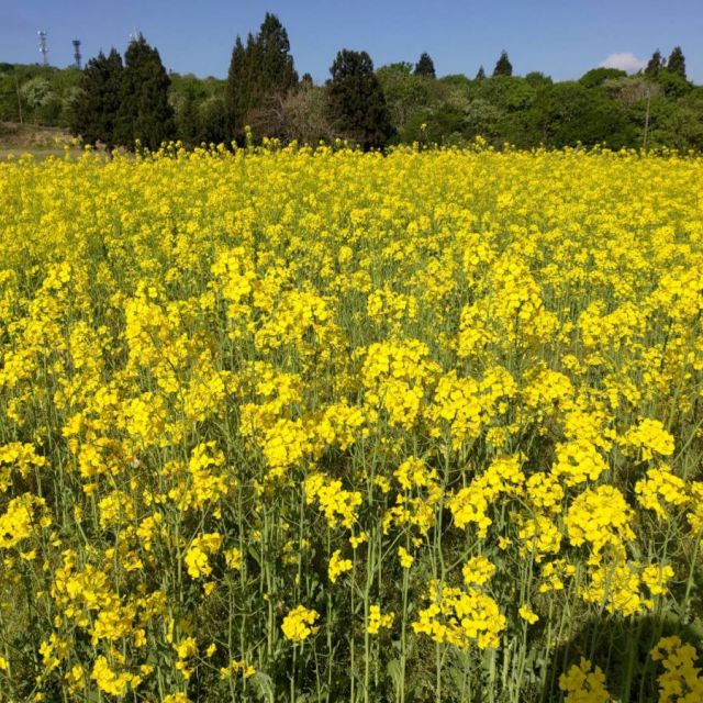山本山菜の花畑／ひまわり畑