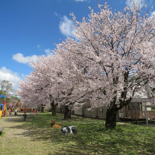 与板河川緑地たちばな公園