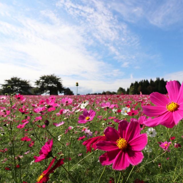 あてま高原のコスモス