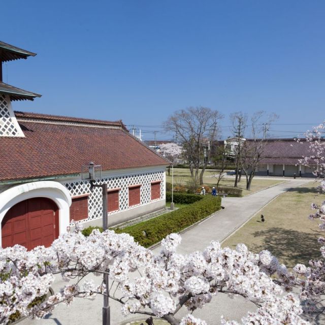 旧新潟税関の桜