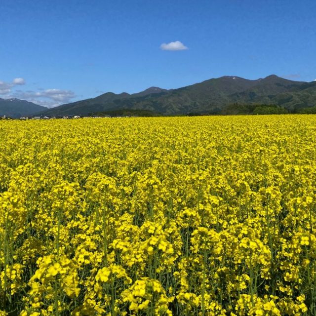 菜の花【村松公園】