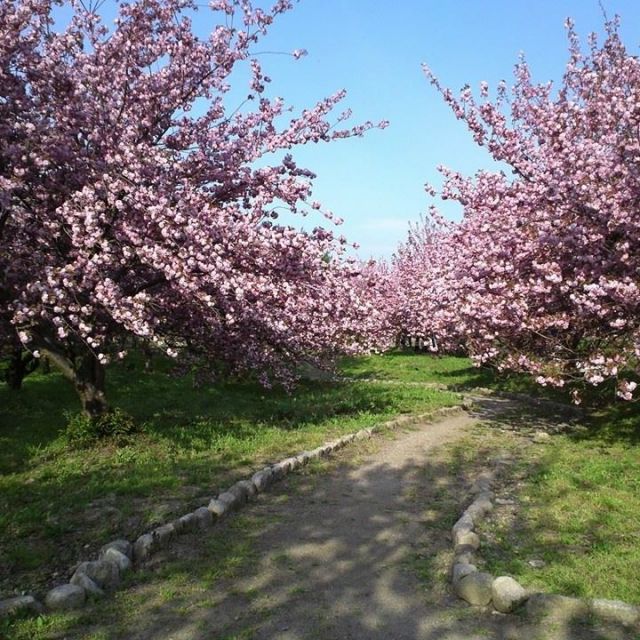 瓢湖水きん公園の八重桜