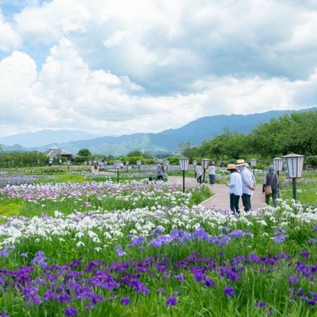 瓢湖あやめ園